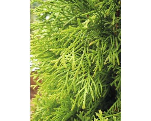 Nahaufnahme von Thuja-Zweigen