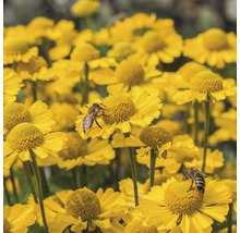 Gelbe Helenium Blumen mit Bienen