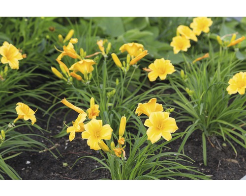 Taglilie FloraSelf Hemerocallis 'Stella d' Oro' H 5-20 cm Co 0,5 L, kleinblumig Gelbe Taglilien im Gartenbeet