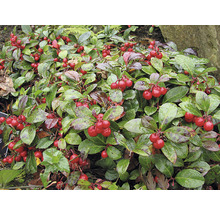Kriechende Scheinbeere Pflanze mit roten Beeren und grünen Blättern
