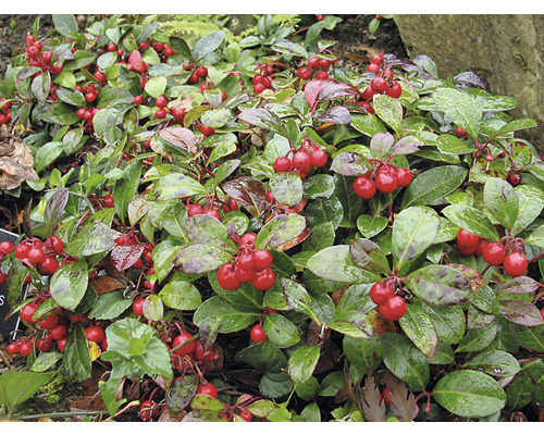 Kriechende Scheinbeere Pflanze mit roten Beeren und grünen Blättern