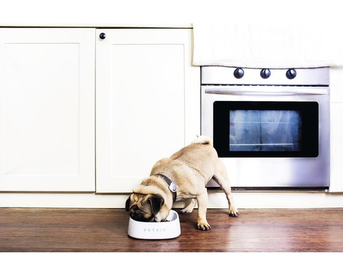 Mops frisst aus einem Futternapf in der Küche.