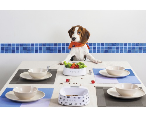 Arrangiertes Abendessen mit Hund am Esstisch mit Haustiernahrung in Schalen