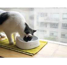 Katze trinkt aus einem Petkit Trinknapf auf einem gelben Tuch vor einem Fenster.