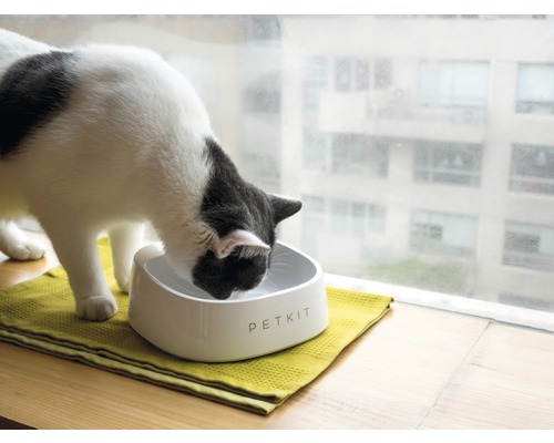 Katze trinkt aus einem Petkit Trinknapf auf einem gelben Tuch vor einem Fenster.