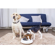 Zwei Hunde, einer trinkt aus einem Petkit-Napf, der andere sitzt daneben.