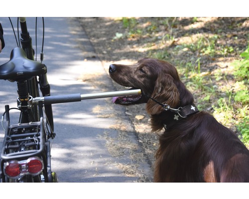 Ein brauner Hund mit Hundeleine wird neben einem Fahrrad geführt.