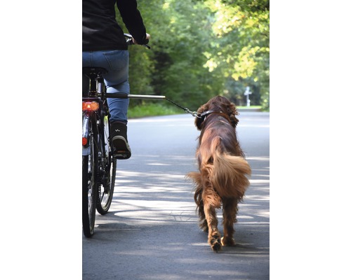 Fahrradfahrer mit Hund an der Leine auf der Straße.