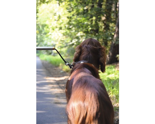 Hund an der Leine auf einem Weg im Freien