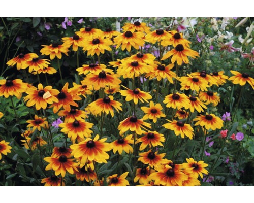 Feld von Rudbeckia Blumen im Garten.