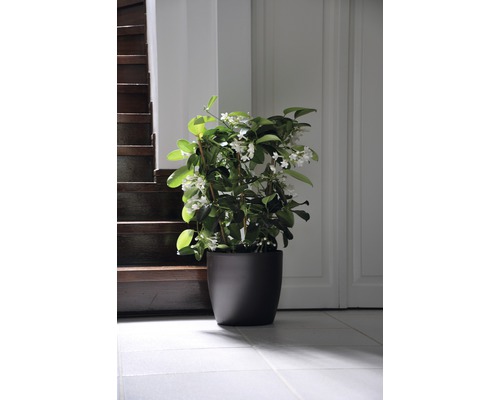 Topf mit Sternjasmin in einem hellen Raum neben einer Treppe