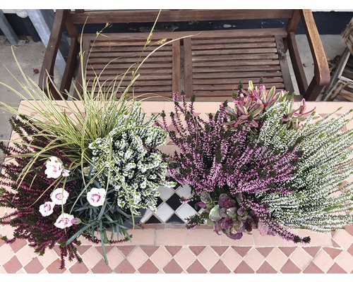 Blumenkasten mit Heidekraut und Ziergras auf einer Terrasse