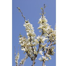 Blühender Judasbaum mit weißen Blüten vor blauem Himmel