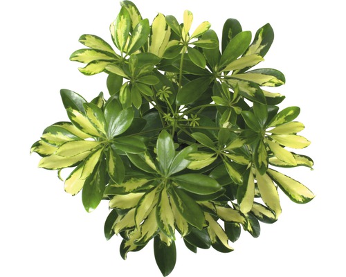 Schefflera Zimmerpflanze mit grünen und gelben Blättern von oben