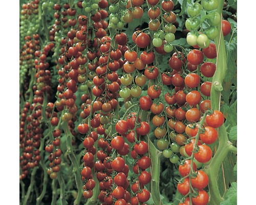 Reichlich tragende Tomatenpflanze mit kleinen, runden Früchten