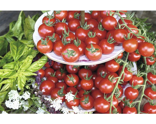 Cherrytomate 'Philovita' FloraSelf Ø 10,5 cm Topf besonders krankheitsresistent