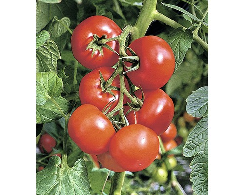Salattomate 'Phantasia' F1 FloraSelf Ø 10,5 cm Topf besonders krankheitsresistent Strauch mit roten Tomaten
