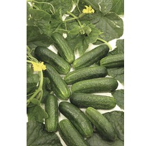 Frische Gurken mit Blättern und Blüten