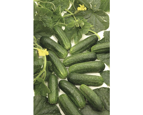 Frische Gurken mit Blättern und Blüten
