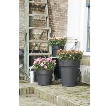 Szene mit Blumen in Pflanzgefäßen unterschiedlicher Größe, einer Leiter und einer Gießkanne im Freien.