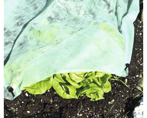 Salatbeet mit Vliesabdeckung im Garten.