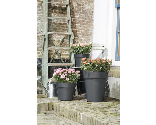 Drei Pflanzgefäße mit Blumen auf einer Terrasse mit einer Leiter im Hintergrund.