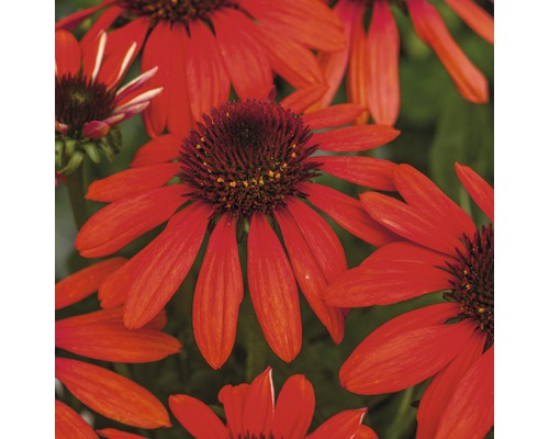 Nahaufnahme von roten Sonnenhüten mit braunen Blütenköpfen