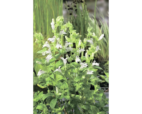 Wasser-Lobelia FloraSelf Lobelia siphilitica H 10-70 cm Co 0,6 L weiß