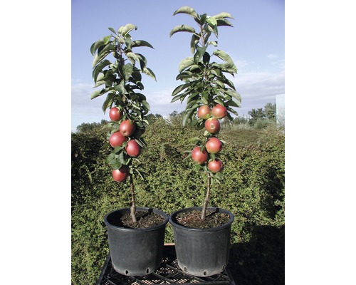 Bio Säulenapfel FloraSelf Bio Malus domestica 'Fire Dance' H 130-150 cm Co 10 L