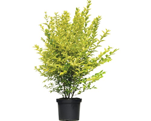 Gold-Liguster FloraSelf Ligustrum ovalifolium 'Aureum' H 60-80 cm Co 10 L buschig und kompakt