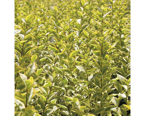 Detailansicht einer Hecke mit kleinen Blättern