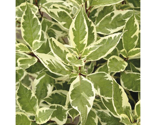 Weißbunter Hartriegel FloraSelf Cornus alba 'Ivory Halo'® H 80-100 cm Co 10 L Hartriegel mit weiß gerandeten Blättern