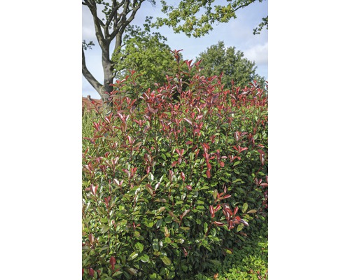 Glanzmispel FloraSelf Photinia fraseri 'Red Robin' H 100-125 cm Co 15 L-0