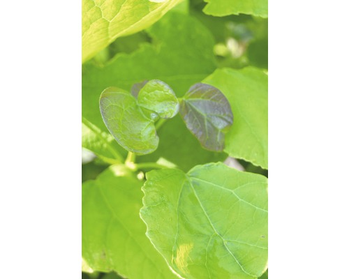 Nahaufnahme von grünen Blättern einer Pflanze