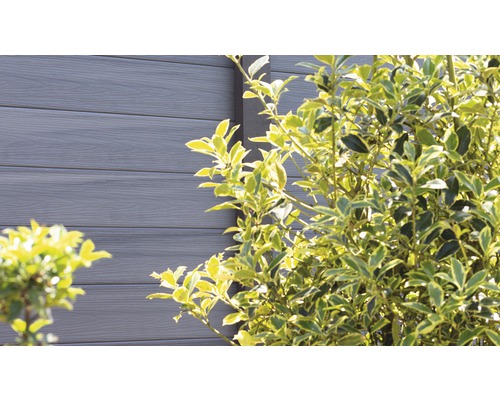 WPC Zaun mit Strauch im Garten