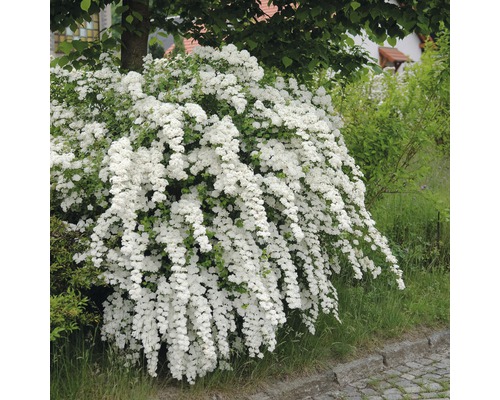 Brautspiere Strauch mit weißen Blüten