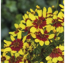 Gruppe von Coreopsis-Blüten mit gelben Blütenblättern und roten Zentren