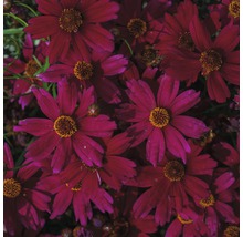 Nahaufnahme von purpurroten Coreopsis Blüten