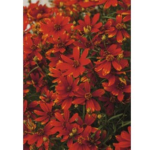 Nahaufnahme von Coreopsis-Blüten