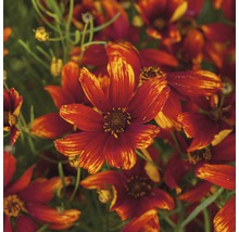 Nahaufnahme von Coreopsis-Blüten