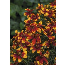 Blütenstand mit Coreopsis-Blüten im Garten.