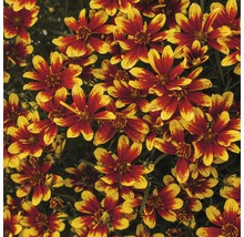 Nahaufnahme von Coreopsis-Blüten mit roten und gelben Blütenblättern