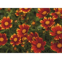 Nahaufnahme von Coreopsis Blumen im Garten.