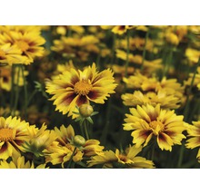 Blühende Rudbeckia im Garten