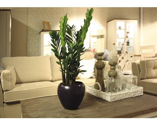 Zamioculcas-Pflanze in einem Topf auf einem Tisch in einem Wohnzimmer.