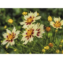 Nahaufnahme von Schokoladen-Kosmeen-Blüten im Garten
