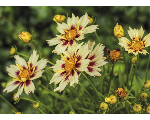 Nahaufnahme von Schokoladen-Kosmeen-Blüten im Garten