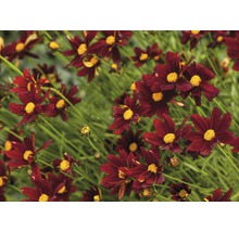 Nahaufnahme von Coreopsis-Blüten im Gartenbeet