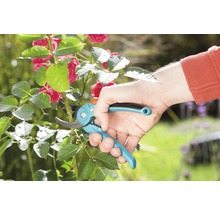 Gartenschere schneidet einen Rosenstiel