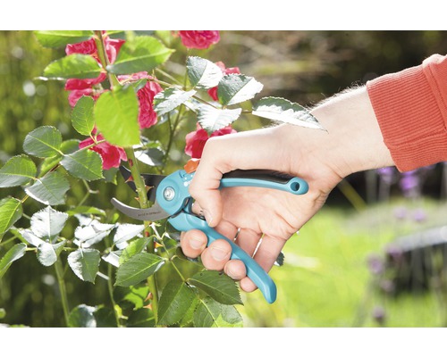 Gartenschere schneidet einen Rosenstiel